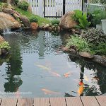 Thi công lót sàn hồ cá Koi bằng gỗ nhựa AWood bia